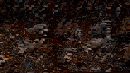 Episode image for 1x11