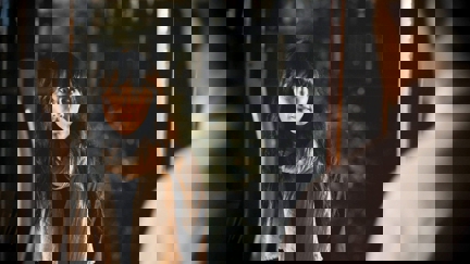 Episode image for 35x11
